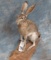 NEW TEXAS JACK RABBIT LIFE SIZE