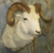 WHITE DALL SHEEP SH MT TAXIDERMY