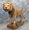 LIFESIZE AFRICAN LION (TX RES) TAXIDERMY