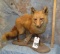 FULL BODY RED FOX TAXIDERMY