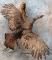 LIFESIZE TURKEY TAXIDERMY