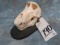 FEMALE BABOON SKULL ON WOODEN PLAQUE  TAXIDERMY