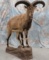 LIFESIZE BLUE SHEEP ON ROCK BASE TAXIDERMY