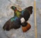 HIMILAYAN MONAL MT TAXIDERMY