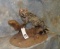 LIFESIZE GENET CAT TAXIDERMY