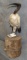 BLACK HEADED IBIS TAXIDERMY