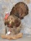 LIFESIZE STANDING TURKEY TAXIDERMY