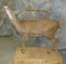 LIFESIZE MULE DEER DOE TAXIDERMY