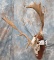 FALLOW DEER SKULL TAXIDERMY