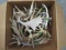 BOX OF 30LBS OF ANTLERS  TAXIDERMY
