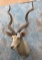XL KUDU SH MT TAXIDERMY