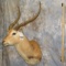 KAFUE LECHWE TAXIDERMY