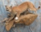 LIFESIZE MOUNTAIN LION WALL MT  TAXIDERMY