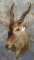 ELAND SH MT TAXIDERMY