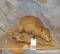 LIFESIZE NUTRA TAXIDERMY