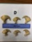 6 AFRICAN LION CLAWS (6x$) (TX RES)  TAXIDERMY