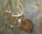 WHITETAIL SH MT TAXIDERMY