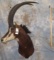 SABLE SH MT TAXIDERMY
