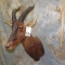 TSESSEBE SH MT TAXIDERMY