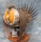 WESTERN SAGE - GROUSE