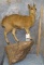 KLIPSRINGER TAXIDERMY