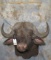CAPE BUFFALO SH MT  TAXIDERMY