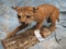 LIFESIZE STANDING BOBCAT ON BASE  TAXIDERMY
