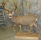 LIFESIZE MULE DEER XL REPRODUCTION RACK TAXIDERMY