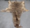 ZEBRA SKIN TAXIDERMY