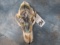 GRIZZLY BEAR W/ GRIZZLY BEAR PAINTED ON SKULL