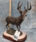 WHITETAIL BUCK BRONZE