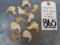 10 AFRICAN LION CLAWS (10X$) (TX RES) TAXIDERMY