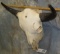 BUFFALO SKULL  TAXIDERMY