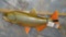 DORADO FISH MT TAXIDERMY