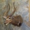 NYALA SH MT TAXIDERMY