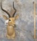 IMPALA SH MT TAXIDERMY