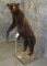 FULL BODY GRIZZLY BEAR STANDING ON 2 LEGS TAXIDERMY
