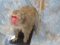 JAPANESE SNOW MACAQUE  TAXIDERMY