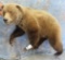 LIFESIZE GRIZZLY BEAR TAXIDERMY