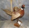 PHEASANT TAXIDERMY