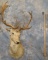 FALLOW DEER SH MT TAXIDERMY