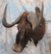 BLACK WILDEBEEST SH MT TAXIDERMY