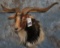 CATALINA GOAT SH MT  TAXIDERMY