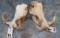 2 WARTHOG SKULLS W/ TUSKS (2X$) TAXIDERMY