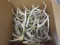BOX OF 30LBS OF ANTLERS  TAXIDERMY