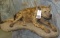 FULL BODY SPOTTED HYENA TAXIDERMY