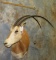 SCIMITAR HORNED ORYX (TX RES) TAXIDERMY
