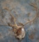 CARIBOU SH MT  TAXIDERMY