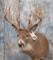 NICE 17 PT WHITETAIL SH MT TAXIDERMY