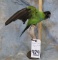 NANDAY CONURE (GREEN PARROT)